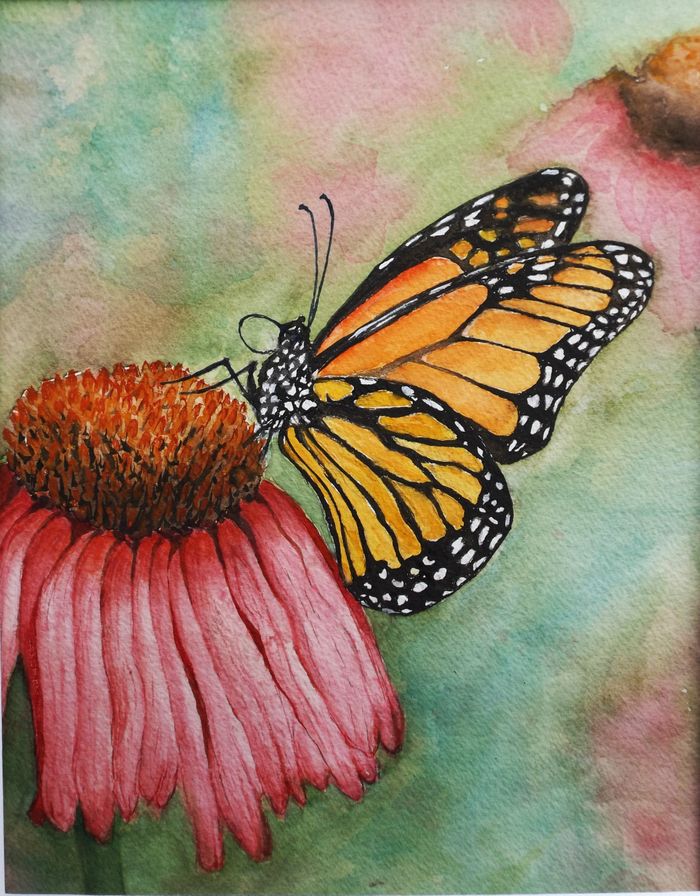 Monarch butterfly on coneflower - watercolor.   The original is now SOLD.   8x10 photograhic prints and cards are available.
